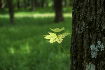 Young leaves of maple growing on a trunk of tree.