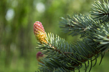 Flowering pine at spring.