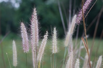Beautiful views of the grass flowers field with green field and trees background in the morning. Soft focus. Nature background concept.