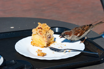 Haussperling stibizt in Stück Kuchen