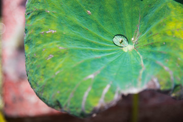 Drops of water rain on lotus leaf in the pond.