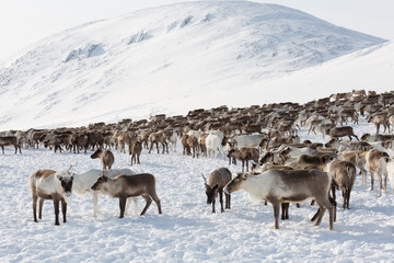 A herd of reindeers in winter, Yamal, Russia