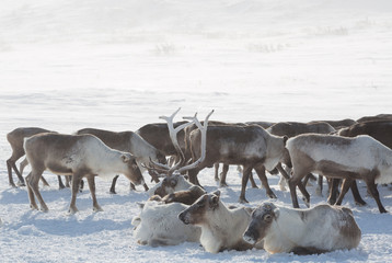 Reindeer on a sunny winter day, Yamal, Russia