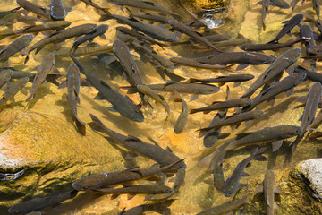 Mahseer barb in Chanthaburi Waterfall National Park National Park(Pliw waterfall).Thailand.