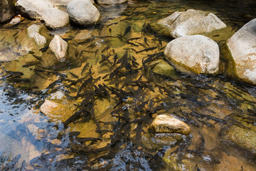 Mahseer barb in Chanthaburi Waterfall National Park National Park(Pliw waterfall).Thailand.