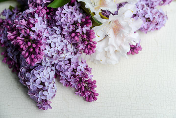 lila Flieder als weicher Blumenhintergrund