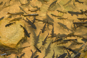 Mahseer barb in Chanthaburi Waterfall National Park National Park(Pliw waterfall).Thailand.