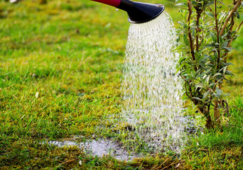 Gießen im Garten mit der Gießkanne, Wasserstrahl