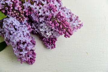 lila Flieder als weicher Blumenhintergrund