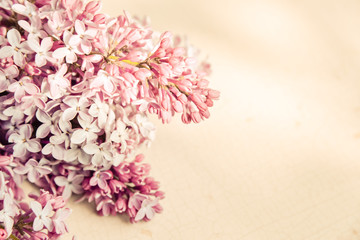 lila Flieder als weicher Blumenhintergrund