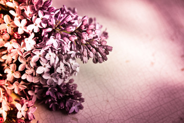 lila Flieder als weicher Blumenhintergrund