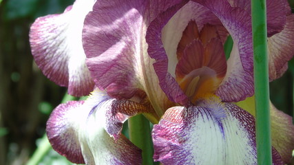 Fototapeta na wymiar Beautiful iris