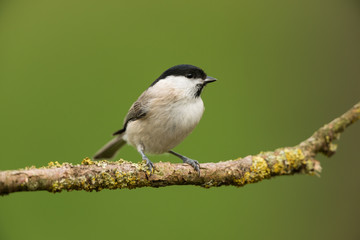 Willow tit, Poecile montanus