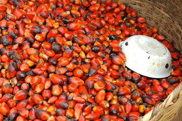 Semi di palma da olio © murasal