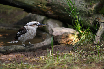 Laughing Kookaburra bird