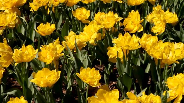 Yellow tulips on a bright sunny day