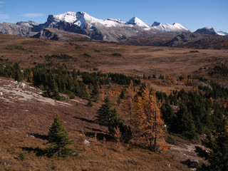 サンシャインメドウズ