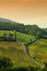 rows of vineyards near Greve in Chianti (Florence). Tuscany region in Italy.