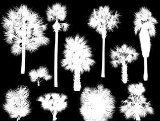 eleven palm silhouettes isolated on black