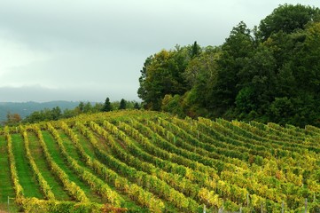 Fototapeta na wymiar rows of vineyards near Greve in Chianti (Florence). Tuscany region in Italy.