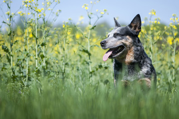 Purebred dog posing sitting in a rapeseed field.