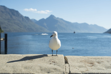 Gaviota sobre muro de piedra delante de un paisaje marítimo con montaña
