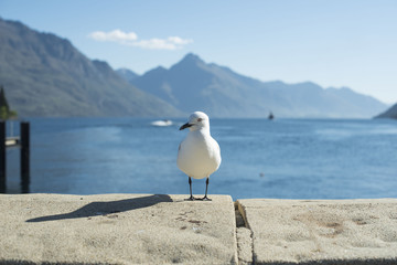 Fototapeta premium Gaviota sobre muro de piedra delante de un paisaje marítimo con montaña