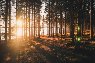 Forest in finland