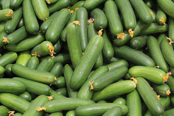 Cucumber from Flower to Vegetable