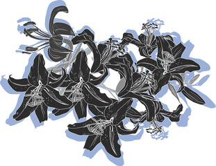 black lily bunch with shadow illustration