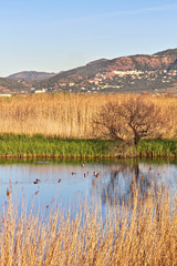Natural landscape of a small wetland