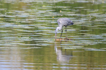 Airone cenerino (Ardea cinerea)