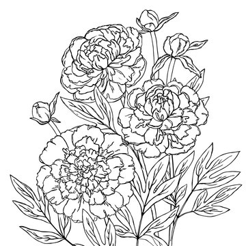 vector contour peony rose flowers coloring book hand drawn pattern