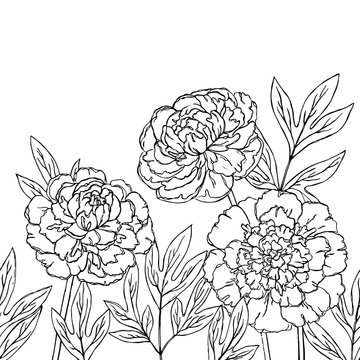 vector contour peony rose flowers coloring book hand drawn seamless  pattern