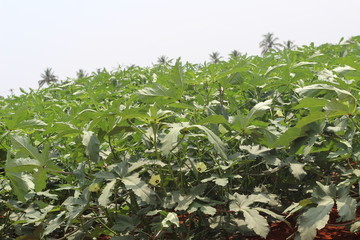 Ladys Finger Plant from Flower to Vegetable