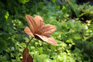 lilie © Kalle Kolodziej