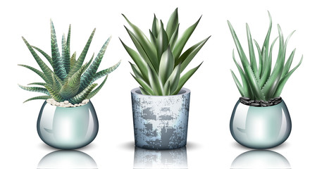 Aloe vera plants set collection Vector. detailed illustration designs