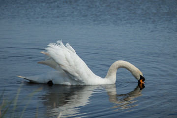 Batz swan