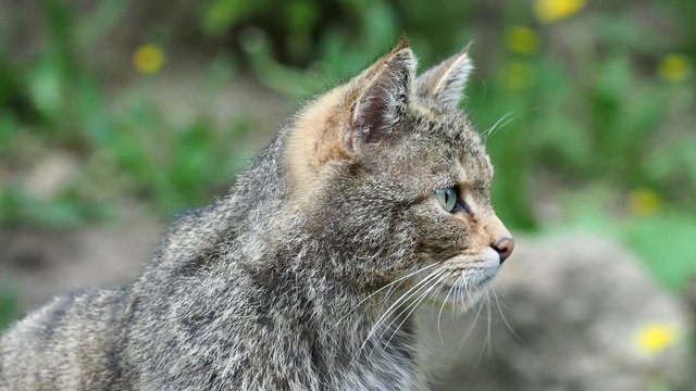 European Wild Cat (Felis silvestris)