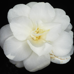 Obraz na płótnie Canvas Camelia flower closeup