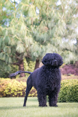 Portuguese Water Dog in beautiful green park.