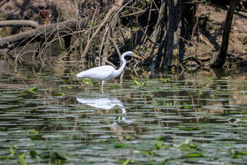 airone bianco (Ardea alba)