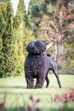 Portuguese Water Dog in beautiful green park.