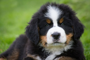 Bernese mountain dog puppy in green background. 