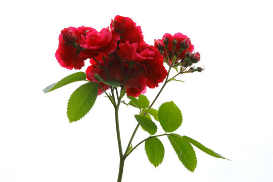 Bush of red roses. Isolated image of buds of red roses with leaves on stems.