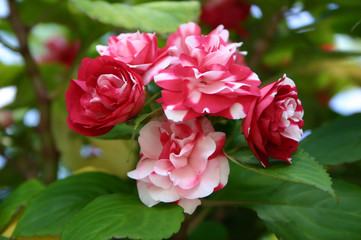 Blume Rot und Weiss