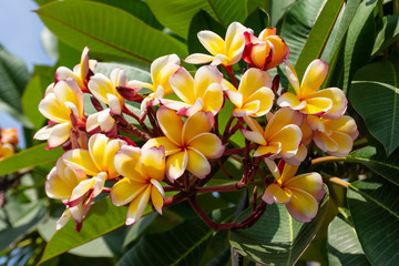 Fototapeta premium Plumeria, orange, red, beautiful bouquet.