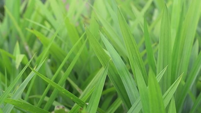 pandan leaf