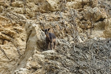 Fototapeta premium cabrito