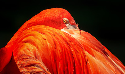 Flamingo